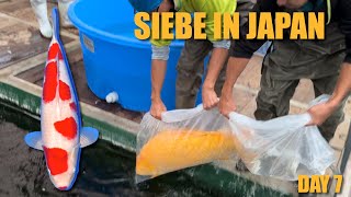 Jumbo Koi - Nieuwe Kohaku Selectie Siebe In Japan Day 7