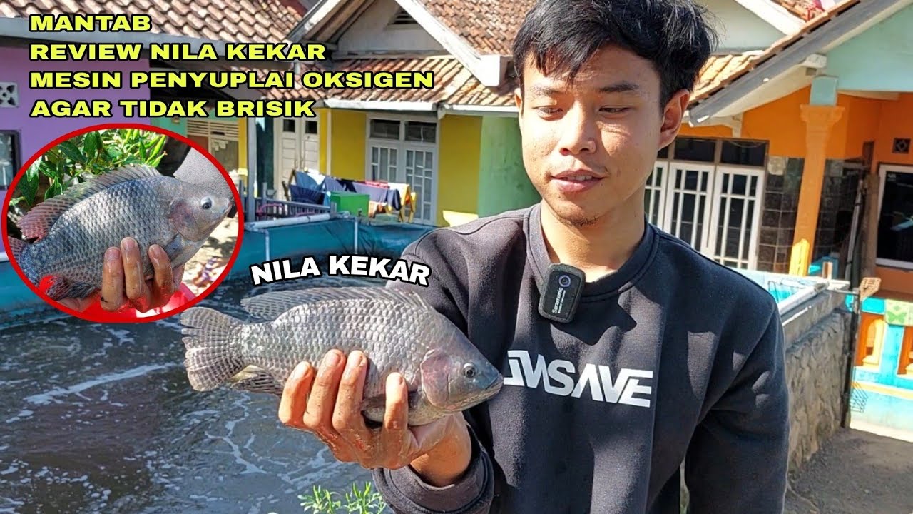 MANTAB, REVIEW IKAN NILA KEKAR DAN MESIN PENYUPLAI OKSIGEN AGAR TIDAK BRISIK