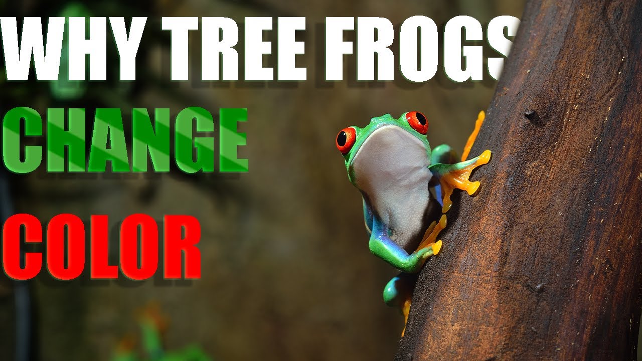 WHY TREE CHANGE COLOR AND WHAT DOES IT MEAN? |ANIMAL| |COLOR CHANGE ...