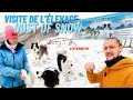 Ces chiens de TRAÎNEAU sont fascinants | La VÉRITÉ sur les Laïka de Iakoutie