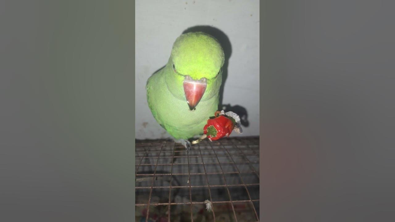 parrot green chilli eating YouTube