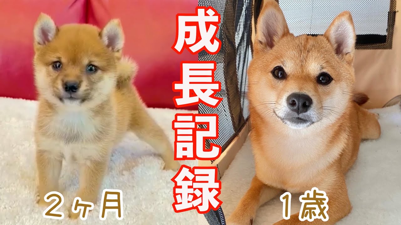 豆柴1号さま専用ページ＃2 豆柴が1歳になるまでの成長記録 - YouTube