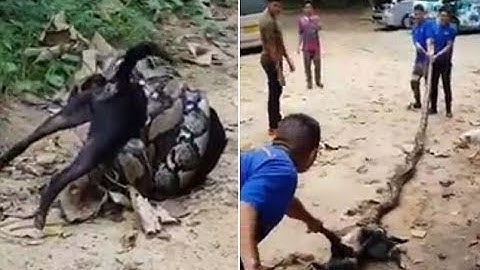 Men fight off massive python after it tried to strangle a dog to death - 247 news