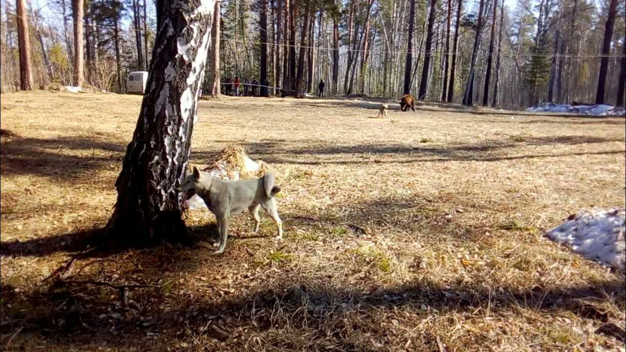 зсл абрек вл загуляев. испытания лаек по лосю 2021. лайка по медведю купить. состязания лаек по медведю. состязания лайка.