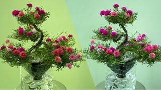 How To Make A Moss Rose Bonsai Growing Without Watering On A Recycled Plastic Pot Is Simple