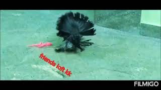 Show Quality Fantail Pigeon