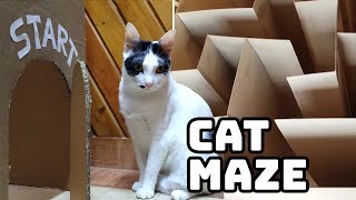 Giant Cat Maze - Will Finish the Maze? by Hetty & Percy 65,815 views 5 years ago 2 minutes, 14 seconds
