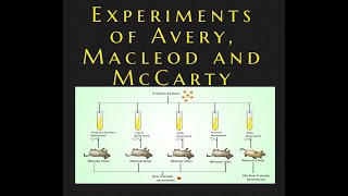 Avery, MacLeod, McCarty experiment