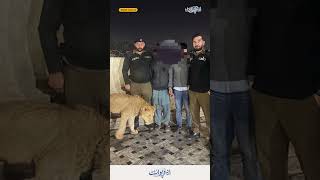 Lion Attack in Lahore: 8 Year Old Girl Attacked by a Lioness in Lahore Bhikhewala Village