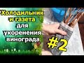 🍇Холодильник и газета для укоренения винограда. Промежуточный результат укоренения методом Буррито.