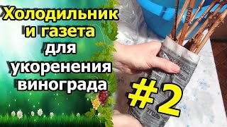 🍇Холодильник и газета для укоренения винограда. Промежуточный результат укоренения методом Буррито.(В этом видео я показываю промежуточный результат укоренения черенков винограда необычным методом который..., 2016-12-25T10:08:57.000Z)