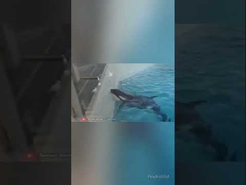 أخبث عملية إصطياد من حوت الأوركا القاتل