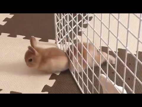 Bunny Escapes Gate