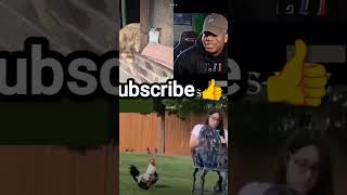 #funny #video #comedy #cat