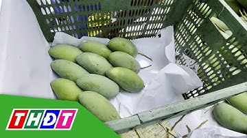 Thu nhập cao từ trồng xoài trên đất gò cát | THDT