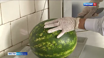 Арбузы и дыни на смоленских прилавках не содержат нитратов