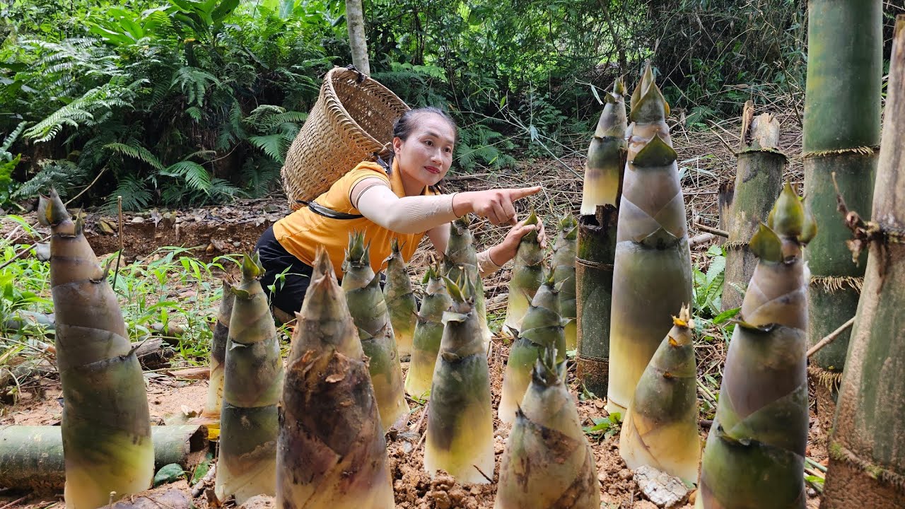 Harvesting giant bamboo shoots goes to market sell - Cooking | Ly Thi Tam