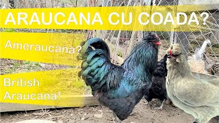 Cea mai controversata rasa de gaini, Arucana Englezeasca #British #Araucana