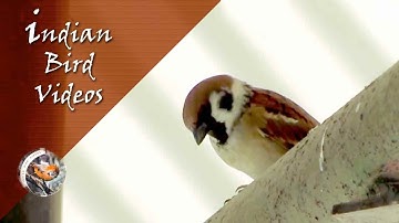 The Eurasian tree sparrow (Passer montanus) - Indian Bird Videos