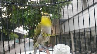 Wah...MANTAP..!!!!   Pancingan SUARA NGECAL MONTY SAMBUNG NGALAS, bikin Monty kamu RESPON IKUT BUNYI