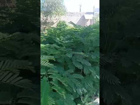ماشاء الله القرآن الكريم ياسر الدوسري قرآن