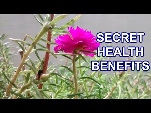 Amazing Health Benefits of Time Flower| Portulaca Grandiflora