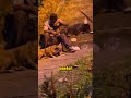 Un hombre sin hogar celebra su cumpleaños con sus perros 🐶 #shorts