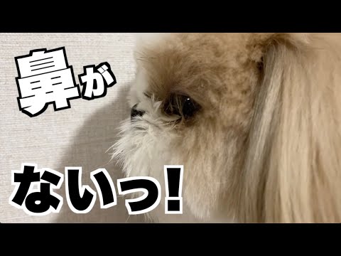 【シーズー】【シーズーの魅力】シーズーのここが好き！3選！まるちゃんを愛してやまないオトンセレクション【017】