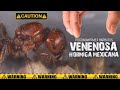 POGONOMYRMEX ! Han llegado vivas o muertas?  | El Mundo de las Hormigas