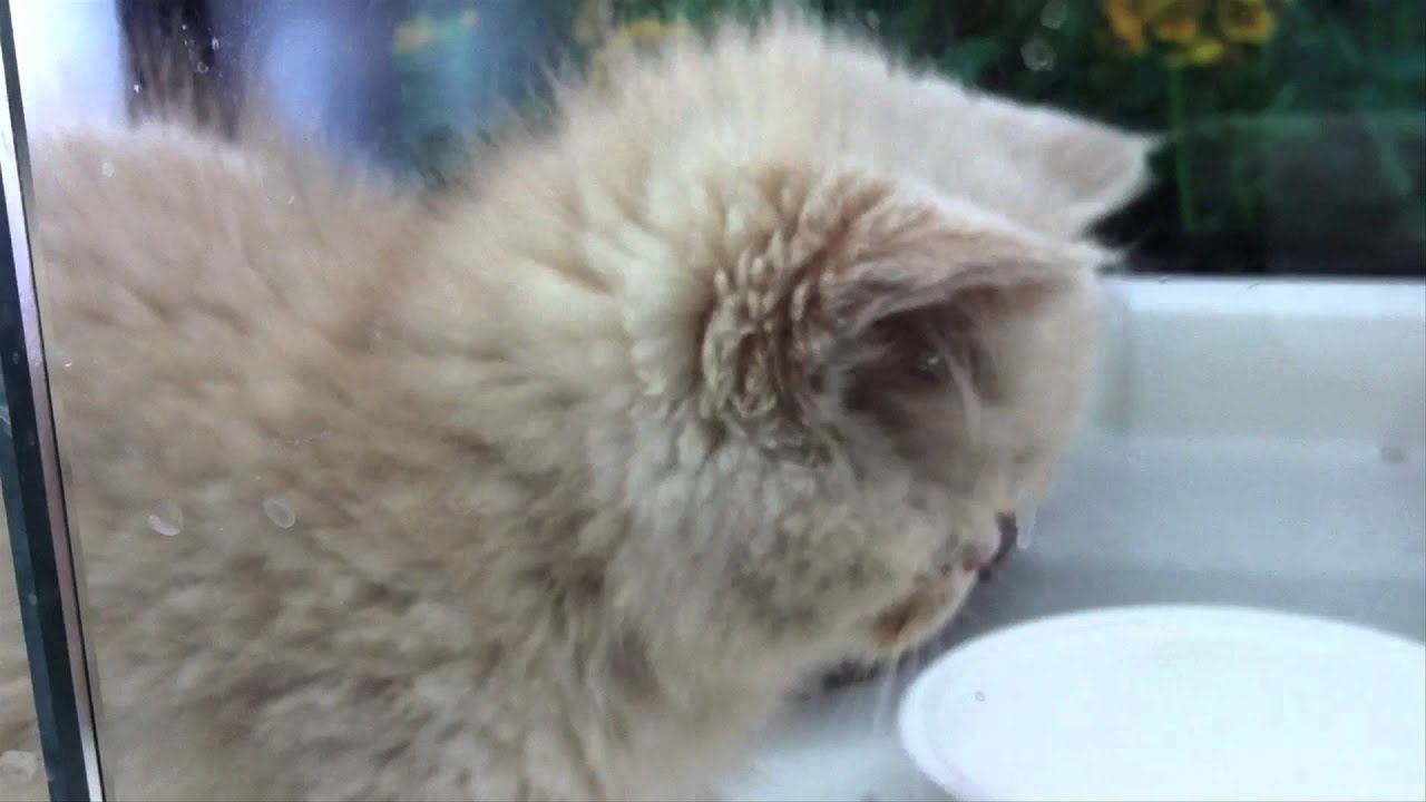 困り顔の猫 Troubled And Is A Cat Of A Face Youtube