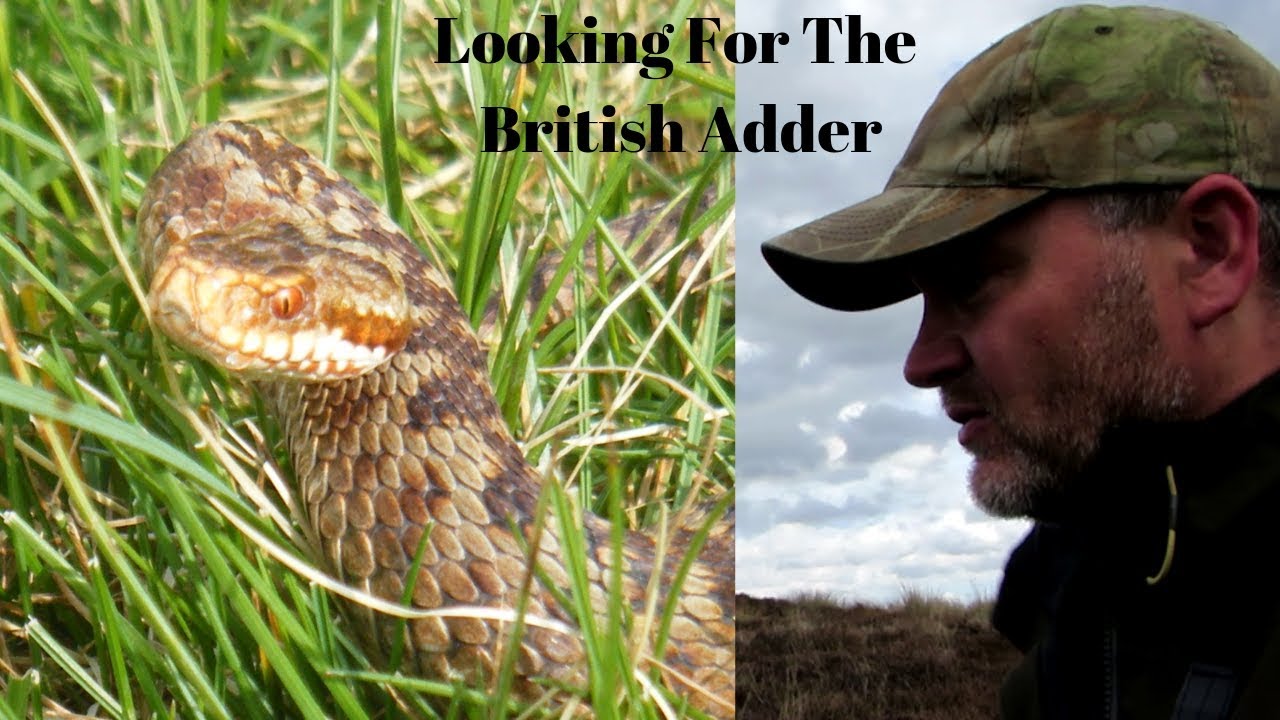 Huge Adder Snake Hunt