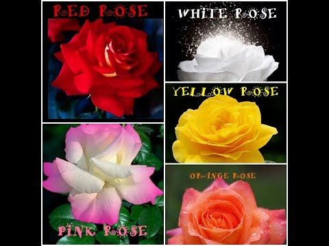 Rose Color Meanings.