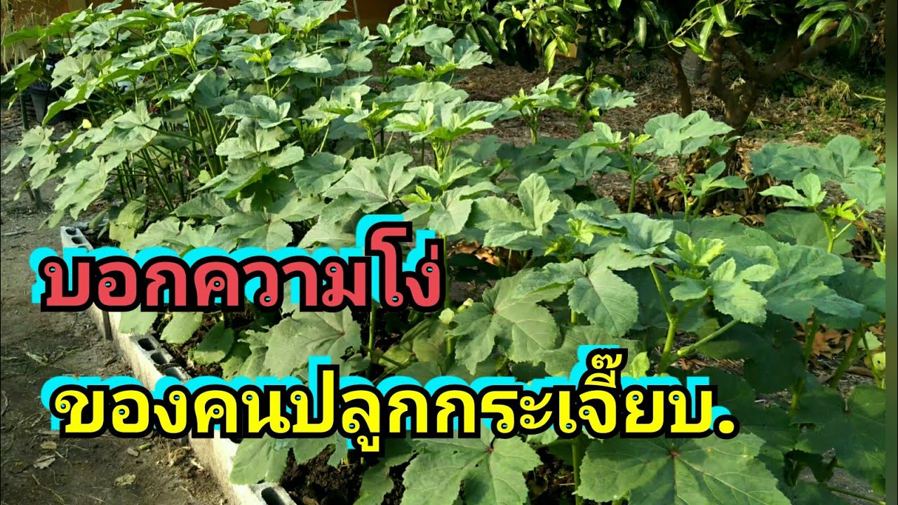 ปลูก กระเจี๊ยบ เขียว Update 2022 พาดูกระเจี๊ยบเขียวและบอกถึงความโง่ของคนปลูก