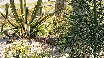 Gopher Tortoises Clash, Ram Each Other
