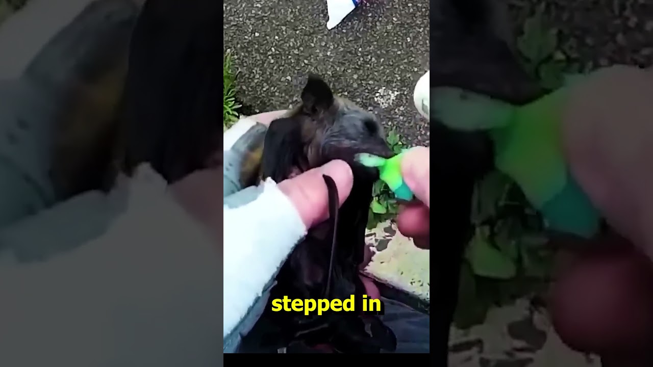 This baby bat needed help 🥹❤️ 