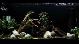 90 Gal SeaClear System II Planted Tank Update