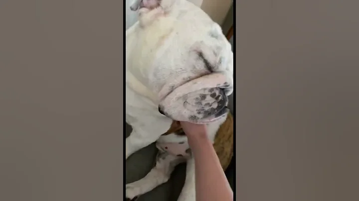 He’s had my heart since the day I saw him ♥️🐾  #englishbulldog #bulldog #shorts #bully #marleyandme