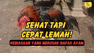 Sehat Tapi Nafas Pendek? Ini Kesalahan  Penghobi Ayam yang Jarang Disadari