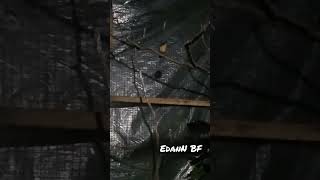 Download Lagu sulingan mini/ sikatan bodoh gacor ngerol MP3