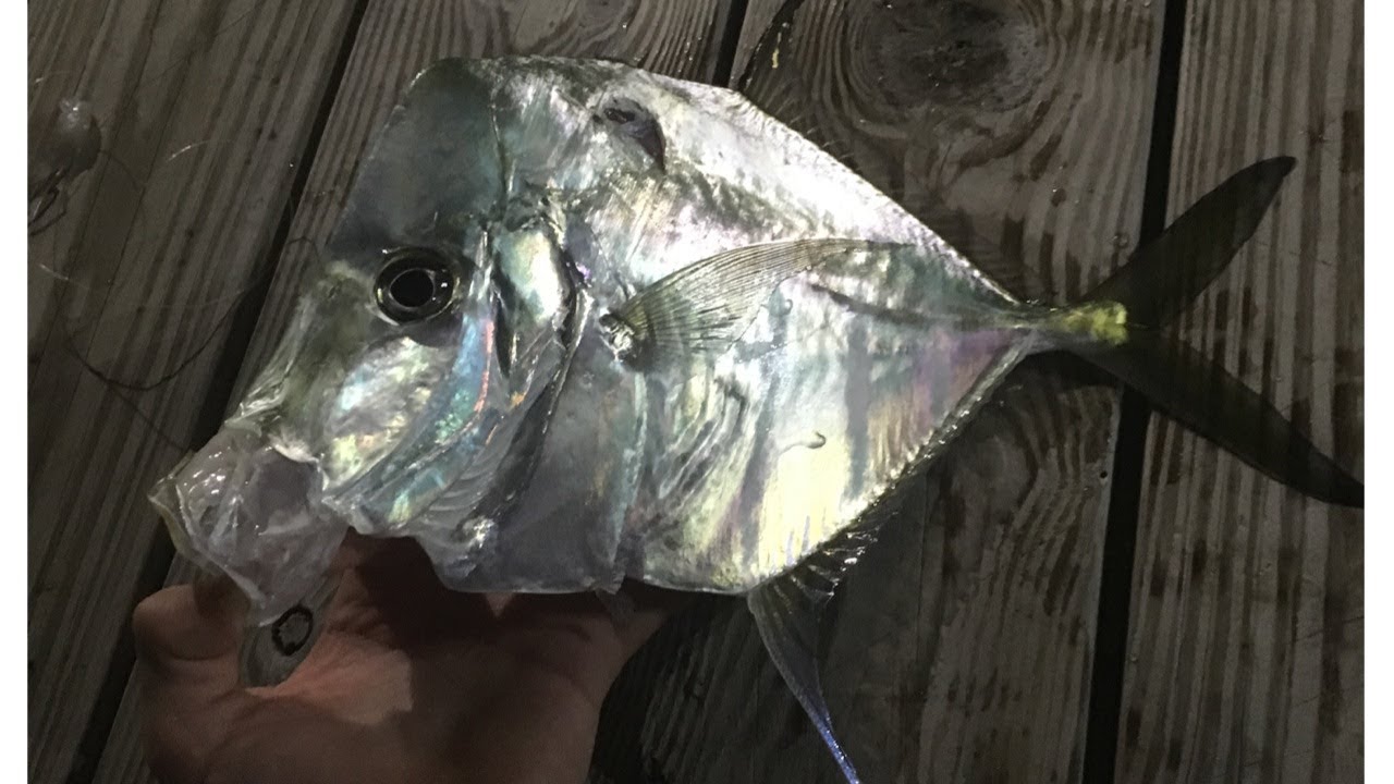 Night Fishing for Alien Fish in Florida! - YouTube