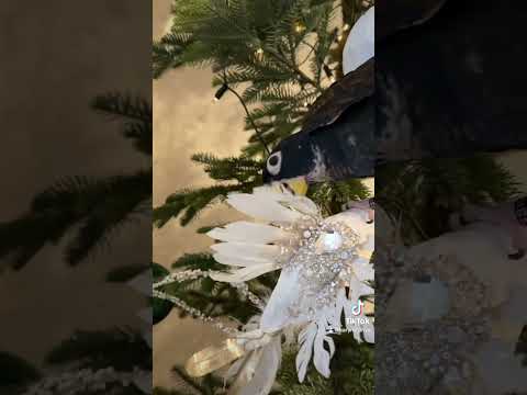 Jealous Black Parrot Fights with a Bird from the Christmas Tree #pionus #birds #parrots #funny