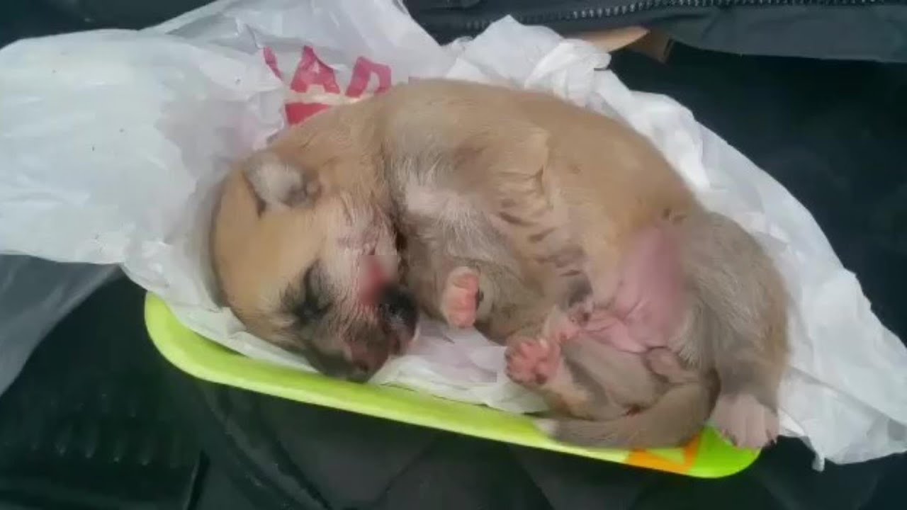 Heartless people dumped a newborn puppy in the food tray in the ...