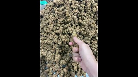 Thu hoạch củ ngải đen , giá bán củ ngải đen