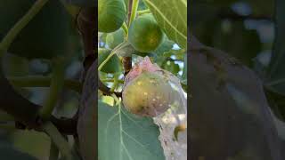 Pomegranates and Figs