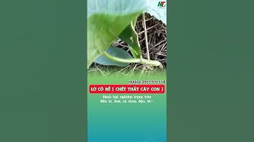 LỞ CỔ RỄ VÀ BIỆN PHÁP PHÒNG TRỪ BỆNH CHO CÂY 🌱. #phongtrunambenh #locore #chetthatcaycon #namre