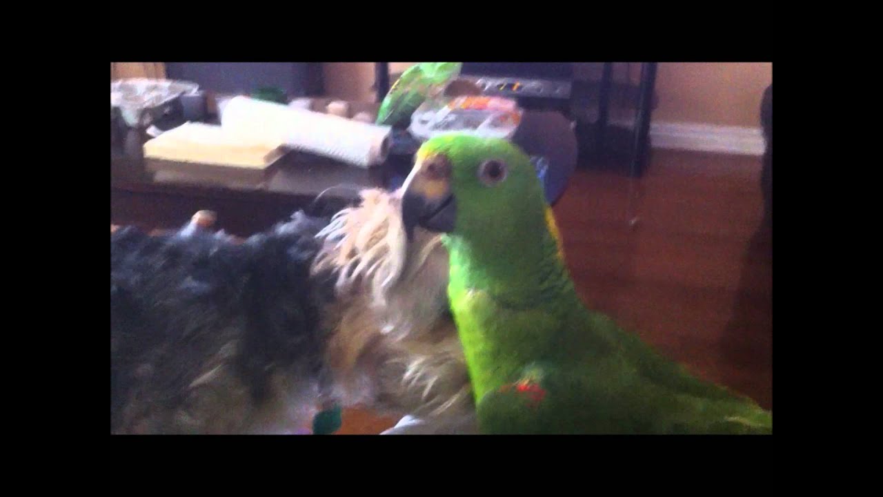 Dog vs bird YouTube