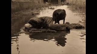 Dog scene HD Сталкер / Stalker (1979)
