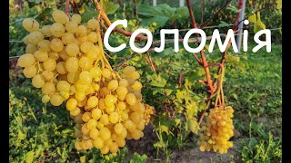 🔴Гібридна форма винограду кишмиш Соломія