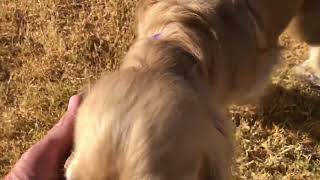 Video of adoptable pet named Fendi