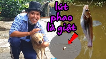 Mồi Câu Cá Chốt Hiệu Quả | Liêm Vlogs